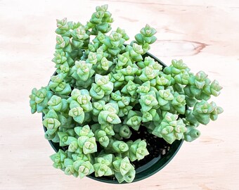 4" Crassula 'Tom Thumb', Rare Succulent Fully Rooted, Home Wedding Deocr Baby Shower DIY Project Party Favor Christmas Gift for Her