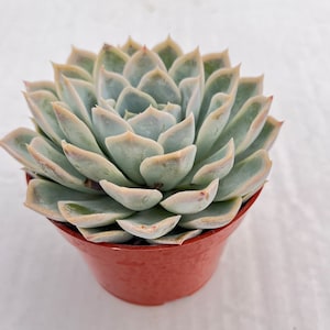 4“ Echeveria Joselrin, 1 Live Succulent Rare Plant Potted for Party Favors DIY Projects Wedding Home Decor Baby Shower Father&#39;s Day Gift