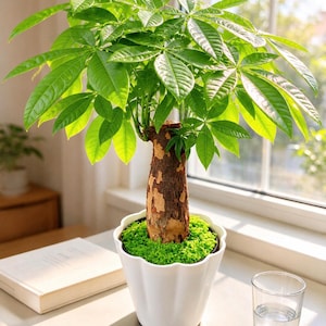 May include: A Pachira aquatica money tree plant with a thick, textured brown trunk and vibrant green palmately compound leaves. The plant is potted in a white, scalloped-edge ceramic planter filled with bright green decorative moss.