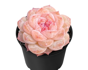 Echeveria 'Icy Laui' Sugar Heart Succulent, Rooted in 2" Pot