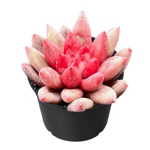 May include: A vibrant succulent plant with fleshy, red and pink leaves, potted in a black container. The plant's leaves are arranged in a rosette shape, creating a visually appealing display. The succulent is a popular choice for home decor.