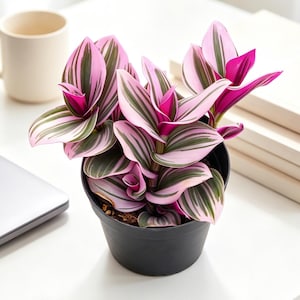 Tradescantia Nanouk, Live Succulent Plant, Gift Idea | DIY Project | Wedding Decor | Baby Shower | Graduation Party Favor | Back to School