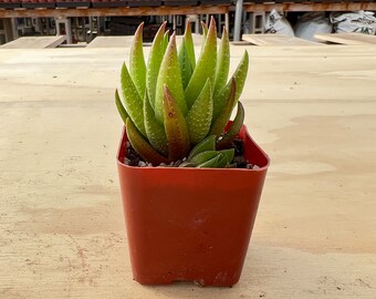 Haworthia rubrobrunnea, Live Succulent Plant in 2" Planter, Wedding Baby Shower Home Holiday Decor, Mother's Day Gift for Her