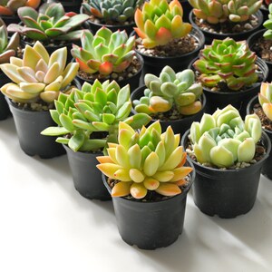 5-PACK Succulent Plants, 2 Assorted Mini Potted Succulents for Indoor Home Office Decor Wedding Baby Shower Party Favors Gifts for Her image 9