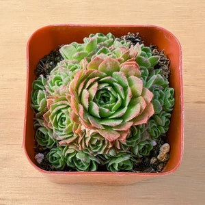 2“ Rosularia platyphylla, 1-Pack Live Succulent in Pot, Rare Succulent Party Favor Wedding Decor Baby Shower Back to School Christmas Gift