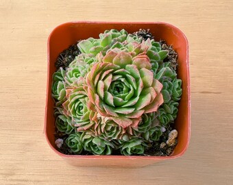 2“ Rosularia platyphylla, 1-Pack Live Succulent in Pot, Rare Succulent Party Favor Wedding Decor Baby Shower Back to School Christmas Gift