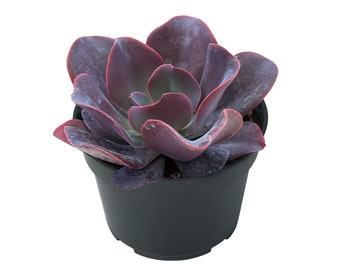 4“ Echeveria 'Hortencia', Rare Live Succulent Plant, Party Favor Holiday Home Decor Christmas Valentine's Day Mother's Day Gift for Her