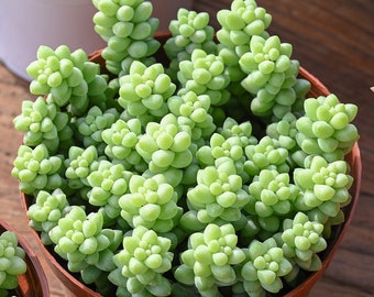 4" Burro's Tail | Sedum Morganianum | Donkey Tail | Trailing Succulent | Hanging Succulent Plants | 1-Pack, Mother's Day Father's Day Gift