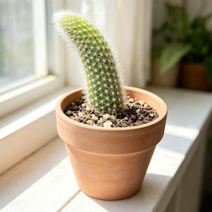 May include: A cylindrical green cactus with white spines growing in a curved shape, planted in a round, unglazed terracotta pot filled with dark potting soil and small light-colored pebbles, positioned near a bright window.