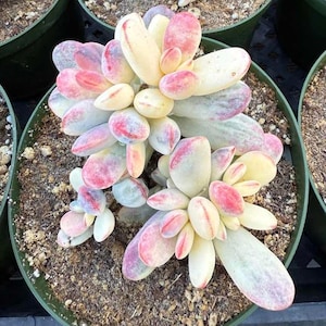 Variegated Long Leaf Cotyledon Orbiculata – 4" Potted Succulent