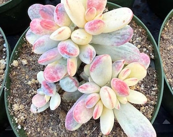 Variegated Long Leaf Cotyledon Orbiculata – 4" Potted Succulent