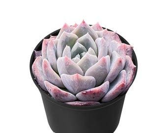 echeveria classic french trnusers サイズ2 BOTTOMS – echeveria official store