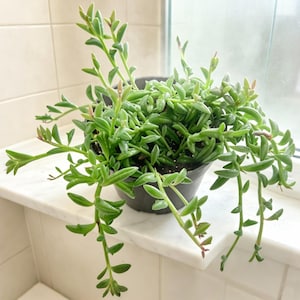 String of Dolphins Succulent, Trailing Plant | Easy Care | Rooted in 2" or 4" Pot
