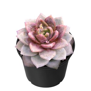 May include: A potted succulent plant with a rosette of fleshy, pale green and pink leaves. The plant is in a black plastic pot. The succulent has a layered appearance, with the center leaves a deeper pink color.