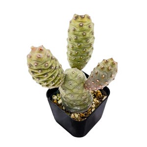 May include: A small potted cactus with a unique, textured appearance. The plant features multiple green, cone-shaped segments with small, light-colored bumps. The cactus is planted in a black square pot with a light-colored soil mix.
