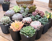 15-Pack 2 quot Assorted Colorful Live Succulents Potted Plants, 5 Varieties, Winter Spring Wedding Baby Shower Holiday Decor Xmas Gifts for Her