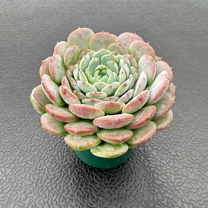 May include: A close-up of a succulent plant in a green pot. The succulent has tightly packed, rounded leaves with green centers and reddish-pink edges. The plant is centered against a textured, dark gray background.