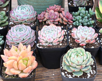 2“ Assorted Mini Live Succulent Plants, 1 Real Succulent Easy Care Indoor Succulents for Starters Mother's Day Father's Day Gift for Her