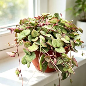 May include: A trailing houseplant with heart-shaped leaves in shades of green and silver, featuring prominent pinkish-red stems and leaf edges. The plant is contained in a simple terracotta-colored plastic pot, with vines cascading over the sides.