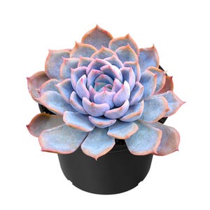 May include: A rosette-shaped succulent plant with thick, fleshy leaves arranged in a dense, symmetrical pattern. The leaves are a soft, powdery blue-gray color with distinct pinkish-orange tips, potted in a simple, solid black plastic container.
