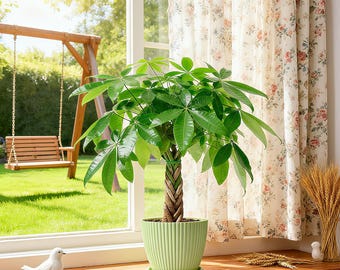 Braided Money Tree Potted Plant in Decorative Pot, Good Luck Houseplant | Indoor Live Plant Gift for Home Office