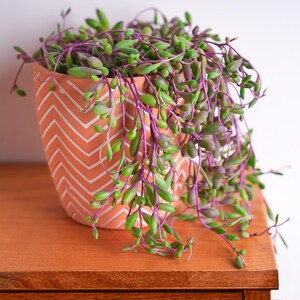 4" Othonna capensis 'Ruby Necklace' – Live Succulent, Potted Succulents, Houseplant Decor, Indoor & Outdoor Plant, Home Decor, Garden Decor image 3