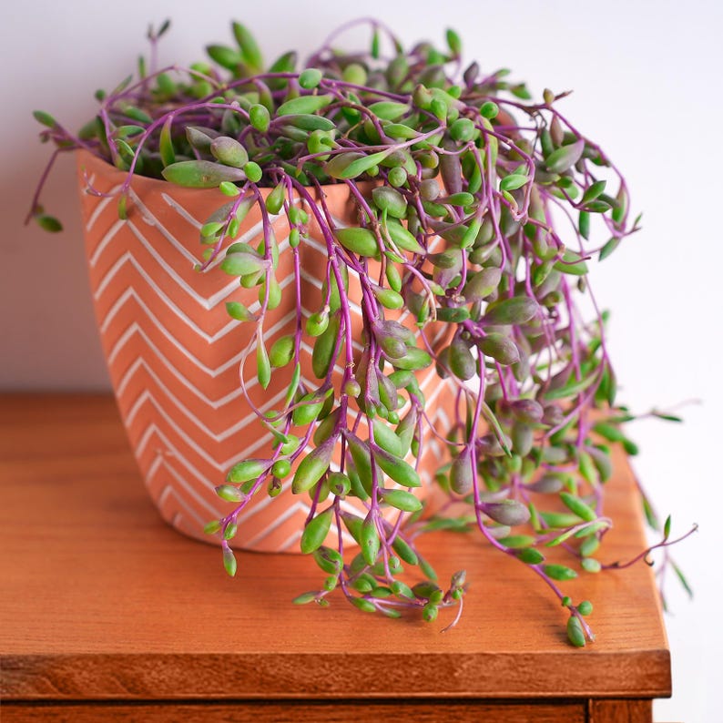 4" Othonna capensis 'Ruby Necklace' – Live Succulent, Potted Succulents, Houseplant Decor, Indoor & Outdoor Plant, Home Decor, Garden Decor image 3