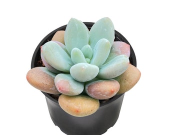 Live Graptosedum Miul Succulent Plant, Rooted in 2'' Round Planter, Best for Indoor Home Office Decor, Wedding Party Baby Shower Plant Gift