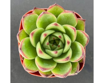 2" Echeveria Moon Stone, Live Succulent Plant Indoor Plant 1-Pack Baby Shower Wedding Decor Christmas New Year Thanksgiving Graduation Gift