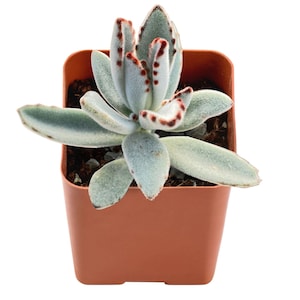 Live kalanchoe tomentosa, Panda Plant, 2&#39;&#39; Potted Succulent, Perfect for Home Garden Decor, Plant Gift