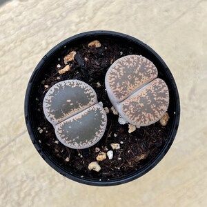Lithops lesliei, Rare Living Stone Plant Fully Rooted in 2&quot; Pot, Cute Succulents Houseplant Pebble Plant, Terrarium Arrangement, DIY Project