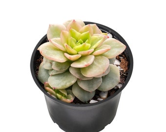 Live Echeveria ‘Rolly’ Variegata Rosette Succulent Plant,  Rooted in 2'' Round Nursery Pot, Great for Home Garden Decor, Plant Gift