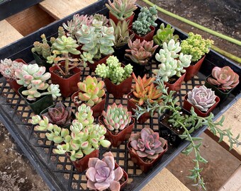 36-Pack 2" Assorted Mini Live Succulents, Wholesale Party Favors|Wedding Favors|Baby Shower | 6+ Varieties, Mother's Day Father's Day Gift