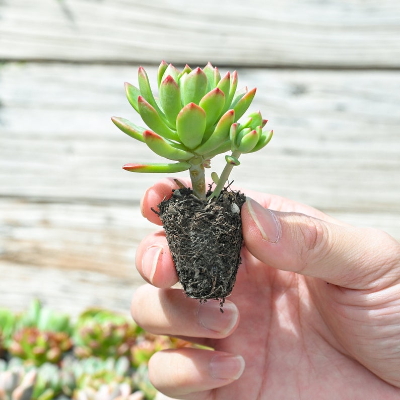 Acehorticulturalinks Succulents Plant Collection - Thumbnail 3