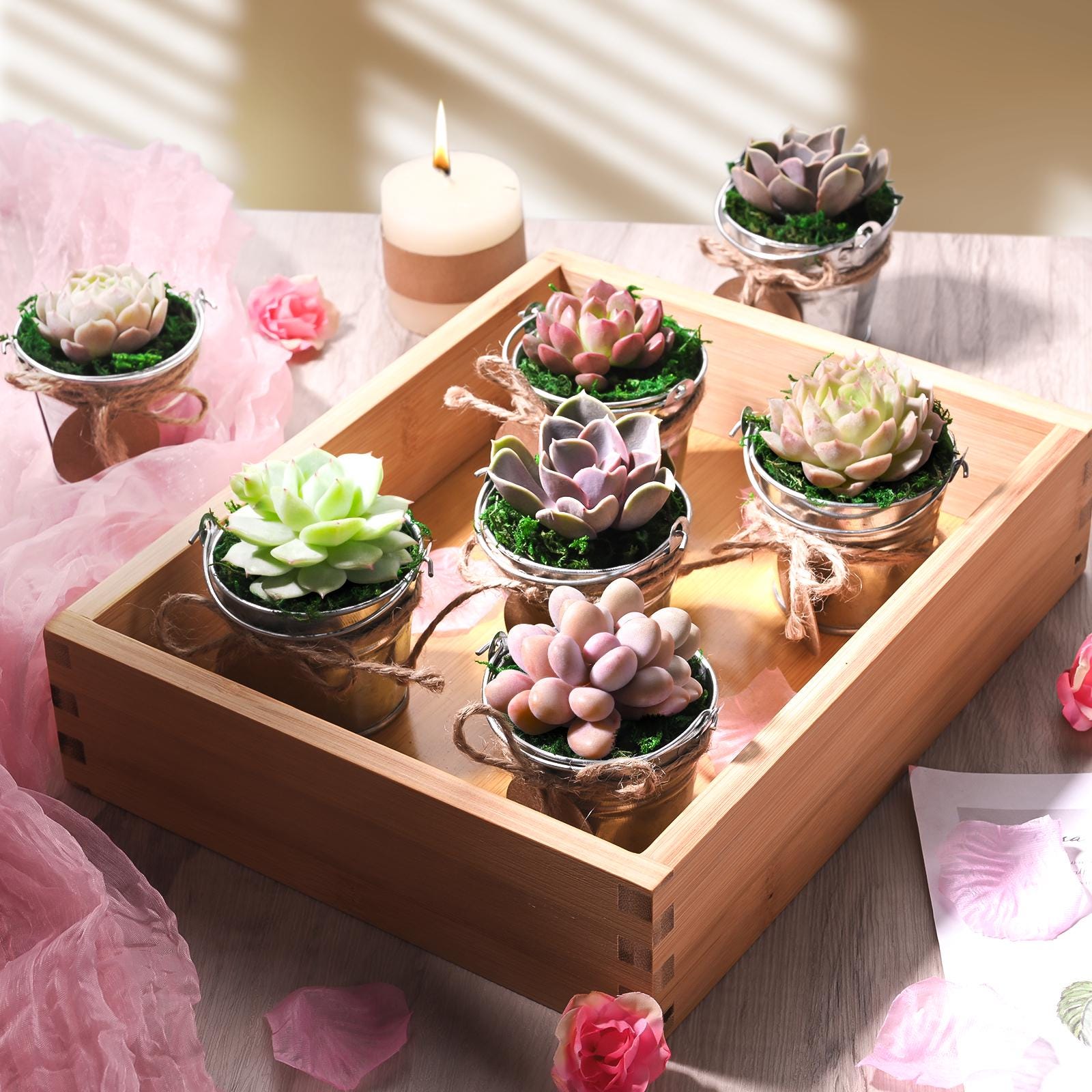 Spring Succulent Collection - 2-inch Pots, Unique Party Favors - Etsy
