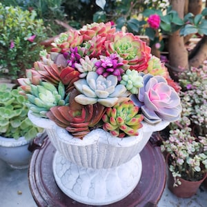 May include: A vibrant arrangement of succulents in a white, distressed-finish planter. The succulents display a variety of colors, including green, red, purple, and pink. The planter is placed on a dark brown, round surface, with other plants in the background.