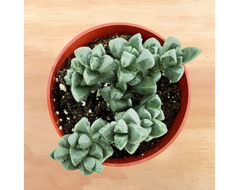 4" Corpuscularia lehmannii - Ice Plant, 1 Live Succulent Plant Potted for DIY Project Wedding Home Decor Baby Shower Graduation Party Gift