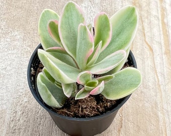 Money Maker Variegata | Crassula atropurpurea var. muirii variegata, Live Rare Succulent in 2" Pot, Party Favor Wedding Decor Baby Shower