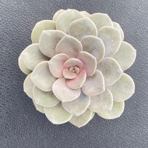 May include: A close-up of a succulent plant with layered, rounded leaves. The outer leaves are a muted green, transitioning to a soft pink hue at the center. The plant is centered on a dark gray surface.