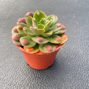 May include: A small succulent plant in a terracotta pot. The plant features green leaves with red-pink spots and edges. The pot is round and sits on a textured surface. The succulent is a vibrant addition to any indoor garden.