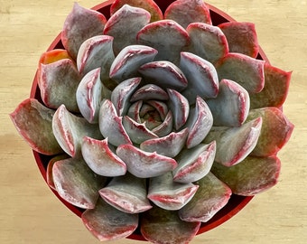 Echeveria 'Dark Ice', Rare Succulent Fully Rooted in 4" Planter, Home Wedding Decor Baby Shower DIY Party Favor Graduation Gift