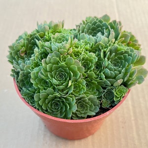 4“ Rosularia platyphylla, 1-Pack Live Succulent in Pot, Rare Succulent Party Favor Wedding Decor Baby Shower Mother's Day Gift for Her