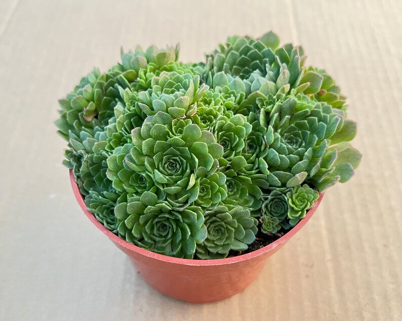 4 Rosularia platyphylla, 1-Pack Live Succulent in Pot, Rare Succulent Party Favor Wedding Decor Baby Shower Mother's Day Gift for Her image 1