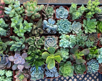 Live Succulents in Pots, 20 Assorted Mini Succulent Plants, 5+ Various Varieties, Party Favors DIY Projects Mother's Day Father's Day Gift