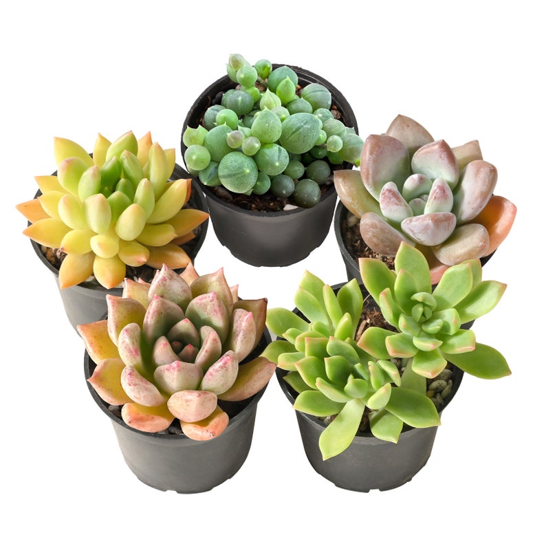 5-PACK Succulent Plants, 2 Assorted Mini Potted Succulents for Indoor Home Office Decor Wedding Baby Shower Party Favors Gifts for Her image 2