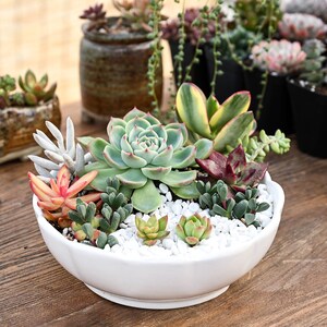 5-PACK Succulent Plants, 2 Assorted Mini Potted Succulents for Indoor Home Office Decor Wedding Baby Shower Party Favors Gifts for Her image 5