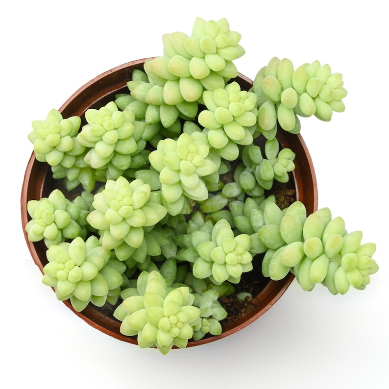 Acehorticulturalinks Burro's Tail Succulent - Thumbnail 3