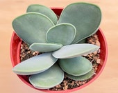 4 Crassula Obvallata 39 Money Plant 39 Crassula Cotyledonis, Live Rare Succulent Plant, Party Favor Wedding Decor Baby Shower Wedding Gift