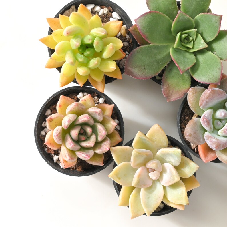 5-PACK Succulent Plants, 2 Assorted Mini Potted Succulents for Indoor Home Office Decor Wedding Baby Shower Party Favors Gifts for Her image 8