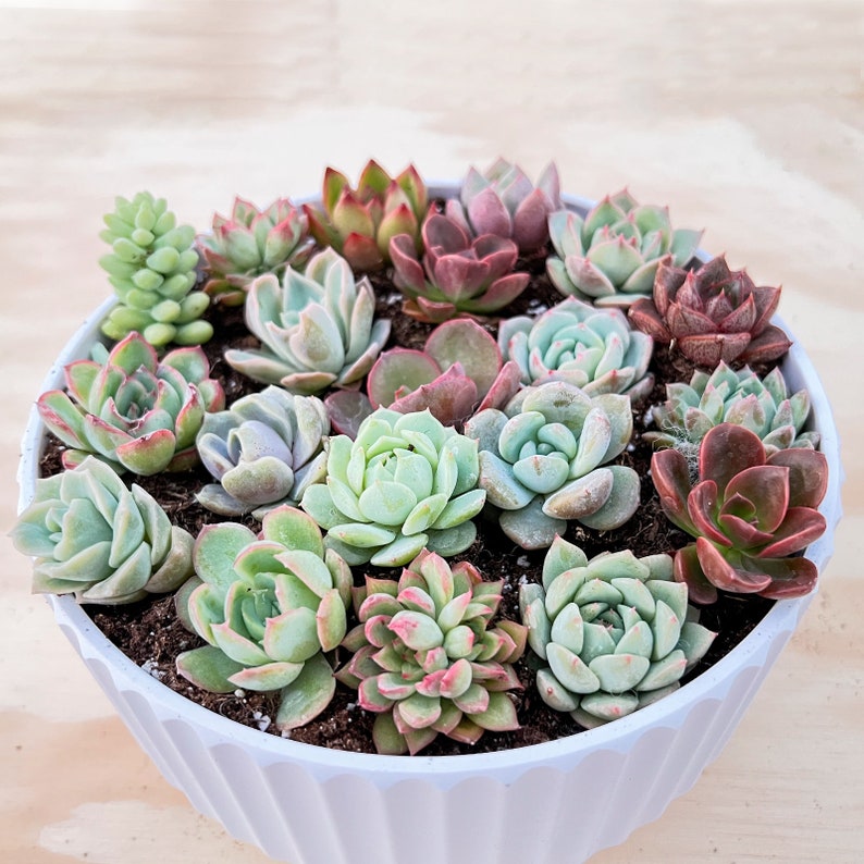 Acehorticulturalinks Succulents Plant Collection - Thumbnail 2